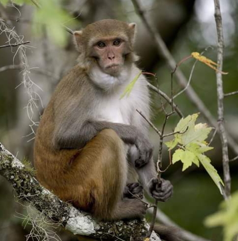 Herpes Carrying Monkeys In Florida
